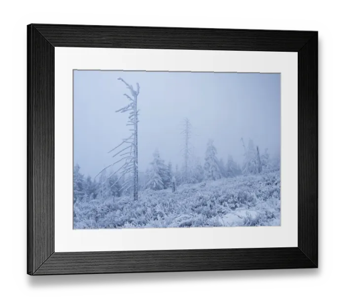 Framed Print : Misty winter forest with snow-covered fir trees (Abies alba) and a barren