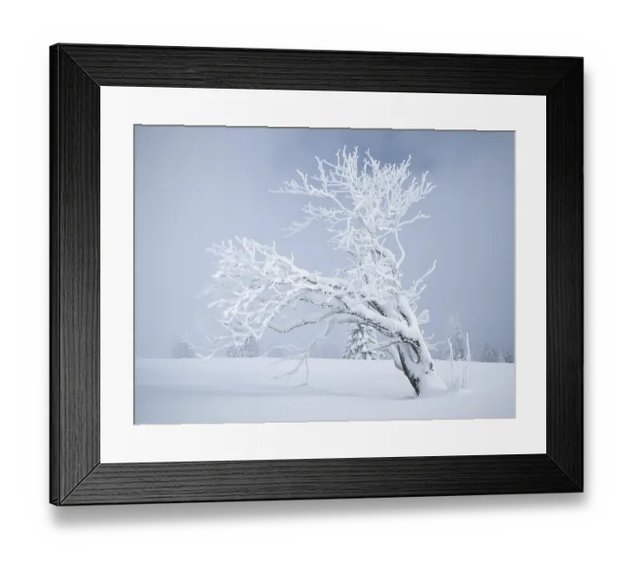 Framed Print : A lone, snow-covered tree (Fagus sylvatica) Framed Print : A lone, snow-covered tree (Fagus sylvatica)