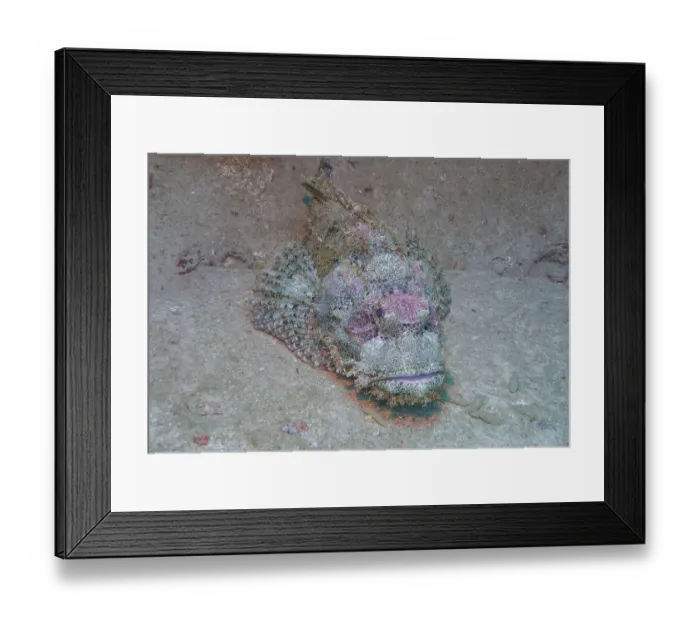 Framed Print : Scorpionfish (Scorpaena scrofa)