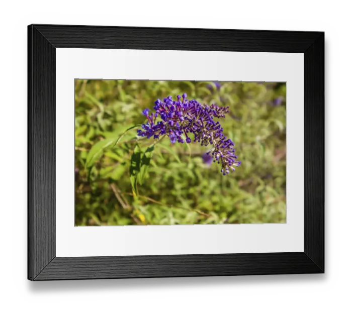 Framed Print : Buddleia butterfly bush a genus of over one hundred species flowering in autumn attract butterflies