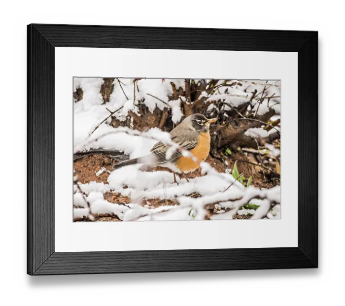 Framed Print : American robin perched on blooming peach tree in spring snow Framed Print : American robin perched on blooming peach tree in spring snow
