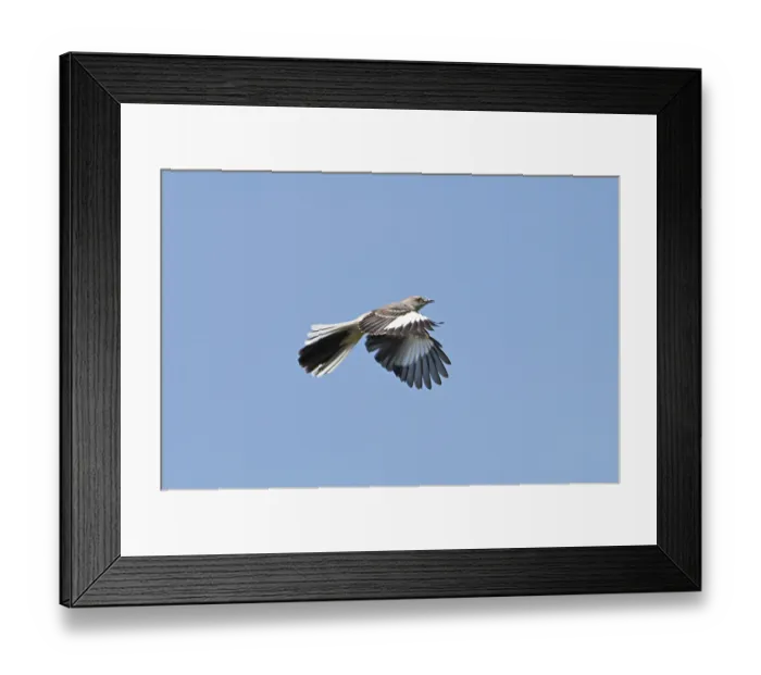 Framed Print : Northern Mocking Bird (Mimus polyglottos): flying