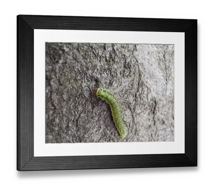 Framed Print : A green caterpillar (eruca) crawls over the rough surface of a tree bark