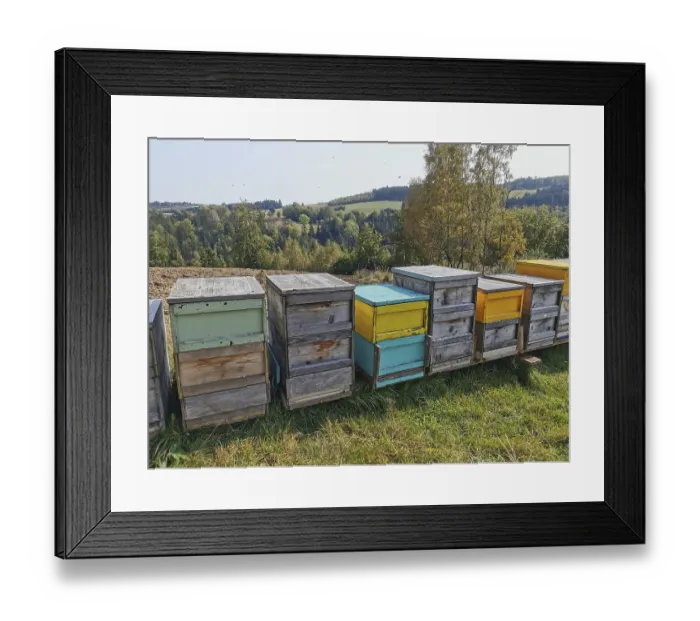 Framed Print : Colourful beehives (apis) stand in a meadow in an autumnal landscape under a clear sky Framed Print : Colourful beehives (apis) stand in a meadow in an autumnal landscape under a clear sky