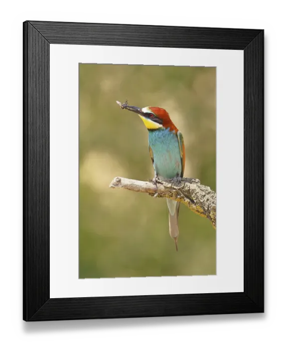 Framed Print : European bee-eater (Merops apiaster) sitting on an old branch with an insect as prey