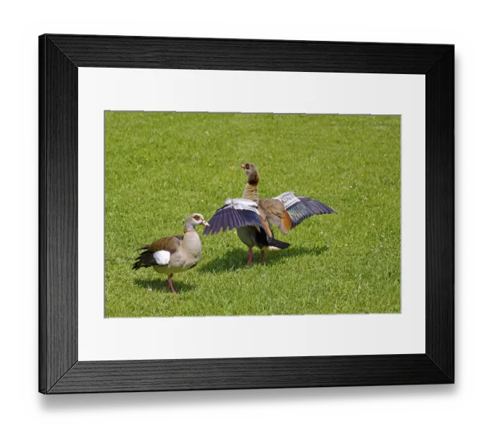 Framed Print : Nilganse Alopochen aegyptiaca Nilgnse Alopochen aegyptiaca Framed Print : Nilganse Alopochen aegyptiaca Nilgnse Alopochen aegyptiaca