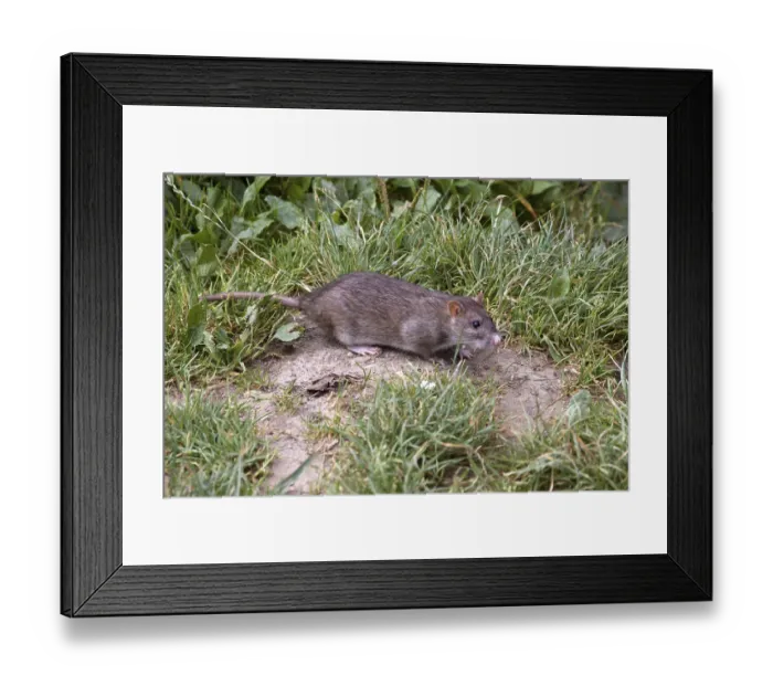 Framed Print : Wanderratte / Rattus norvegicus Framed Print : Wanderratte / Rattus norvegicus