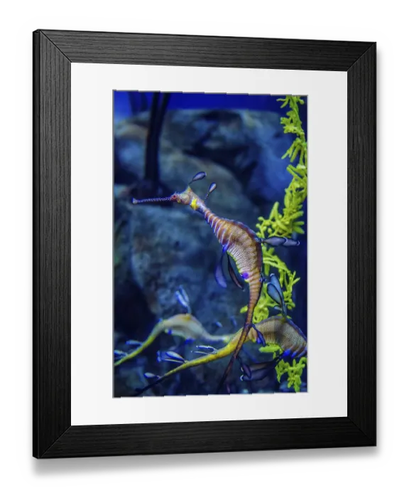 Framed Print : Weedy Seadragon (Phyllopteryx taeniolatus) Framed Print : Weedy Seadragon (Phyllopteryx taeniolatus)