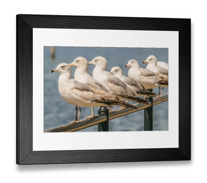 Framed Print : A row of white seagulls sitting on a ledge while looking at the ocean