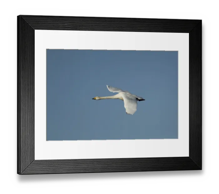 Framed Print : Whooper swan (Cygnus cygnus) adult bird in flight in winter