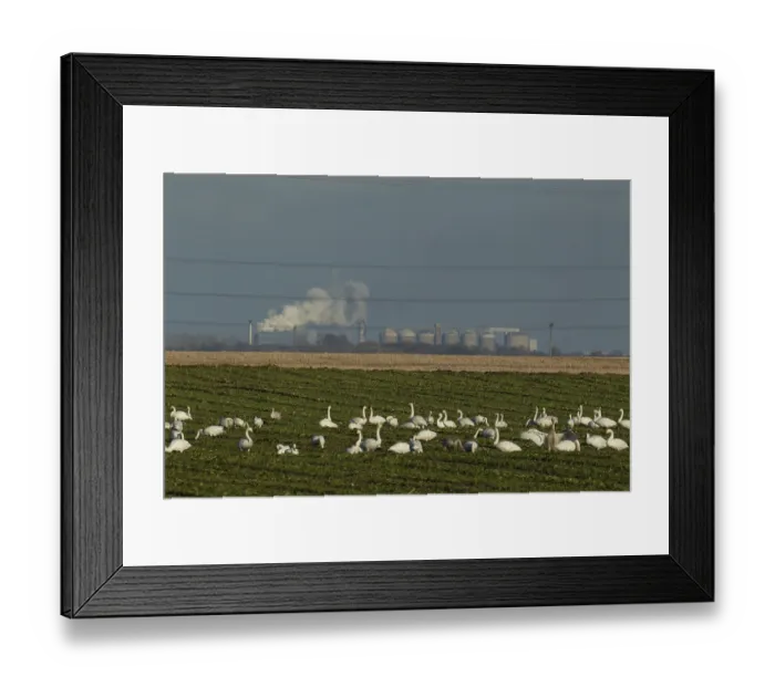 Framed Print : Whooper swan (Cygnus cygnus)