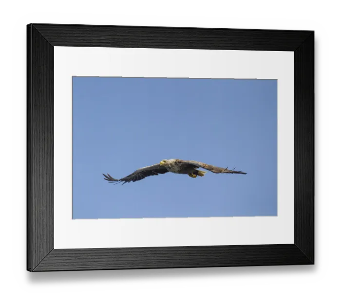 Framed Print : White tailed sea eagle (Haliaeetus albicilla) adult raptor bird of prey in flight