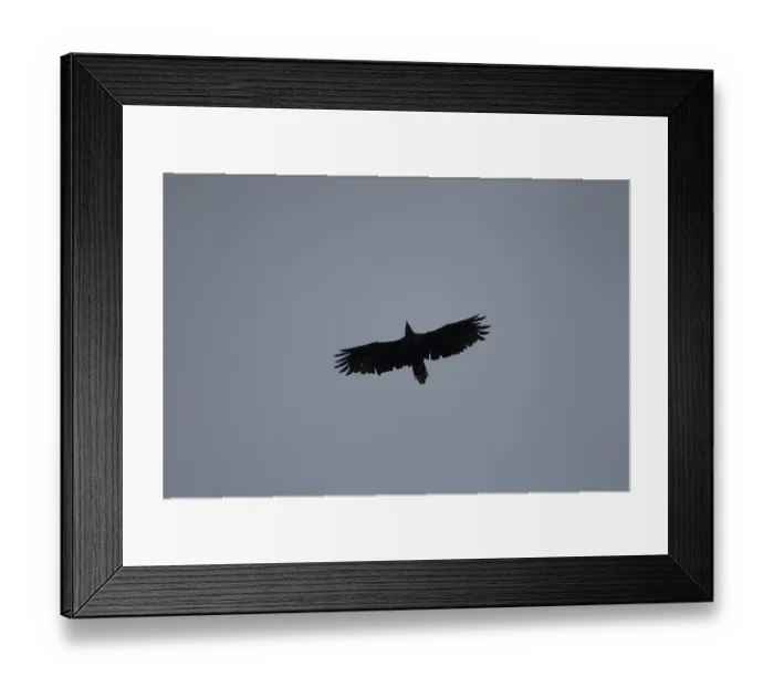 Framed Print : White tailed sea eagle (Haliaeetus albicilla) adult raptor bird of prey in flight