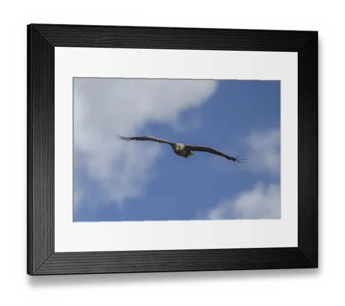 Framed Print : White tailed sea eagle (Haliaeetus albicilla) adult raptor bird of prey in flight