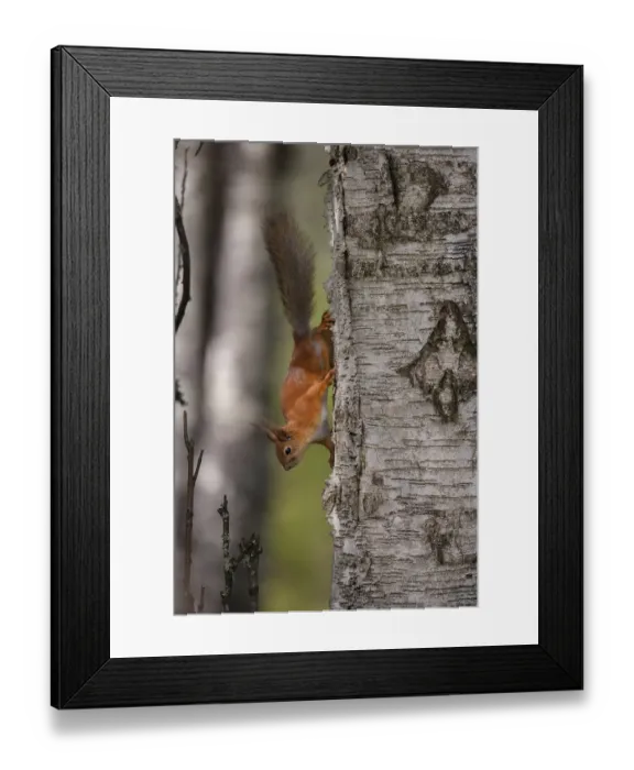 Framed Print : Red squirrel (Sciurus vulgaris) adult animal on a silver birch tree trunk in a woodland