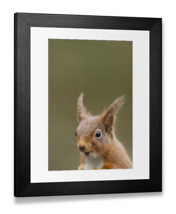 Framed Print : Red squirrel (Sciurus vulgaris) adult animal head portrait