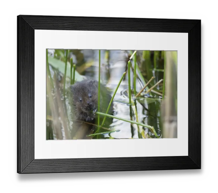 Framed Print : Water vole (Arvicola amphibius) adult rodent animal eating a reed stem in a pond in summer