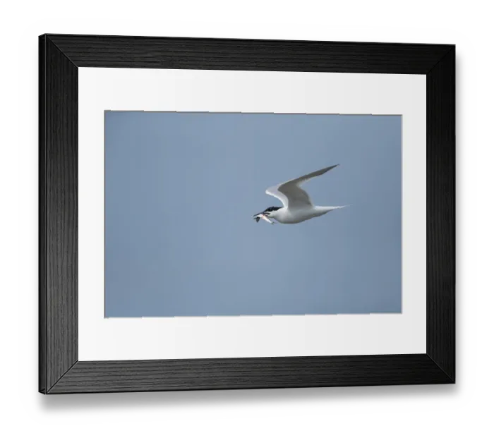 Framed Print : Sandwich tern (Thalasseus sandvicensis) adult bird in flight with a fish in its beak in summer