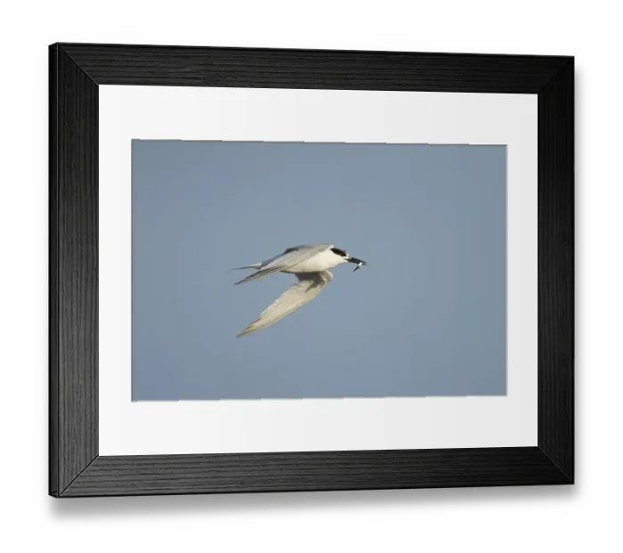 Framed Print : Sandwich tern (Thalasseus sandvicensis) adult bird in flight with a fish in its beak in summer