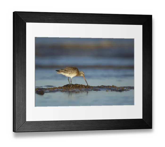 Framed Print : Bar tailed godwit (Limosa lapponica) adult wading bird in winter plumage feeding on a shoreline Framed Print : Bar tailed godwit (Limosa lapponica) adult wading bird in winter plumage feeding on a shoreline