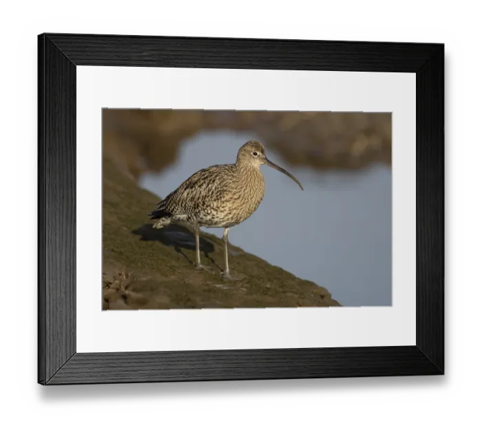 Framed Print : Eurasian curlew (Numenius arquata) adult bird on a mudflat Framed Print : Eurasian curlew (Numenius arquata) adult bird on a mudflat