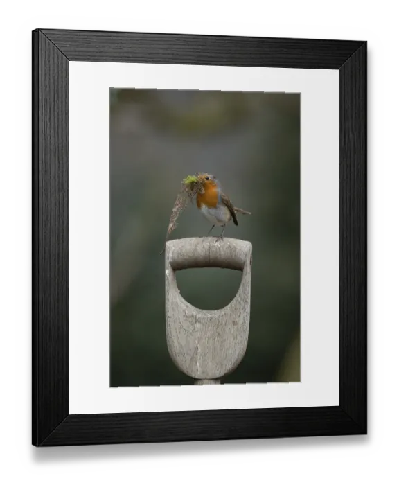 Framed Print : European robin (Erithacus rubecula) adult garden bird on a fork handle with nest material in its beak in spring