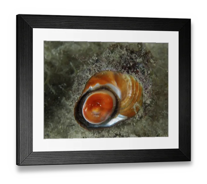 Framed Print : Orange red turban snail (Bolma rugosa) with detailed texture on the bottom Framed Print : Orange red turban snail (Bolma rugosa) with detailed texture on the bottom