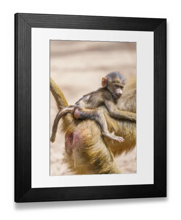 Framed Print : Guinea baboon (Papio papio) youngster hanging on its mothers back