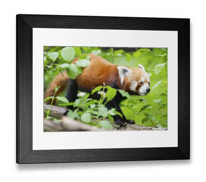 Framed Print : Red panda (Ailurus fulgens) on a branch in a tree Framed Print : Red panda (Ailurus fulgens) on a branch in a tree