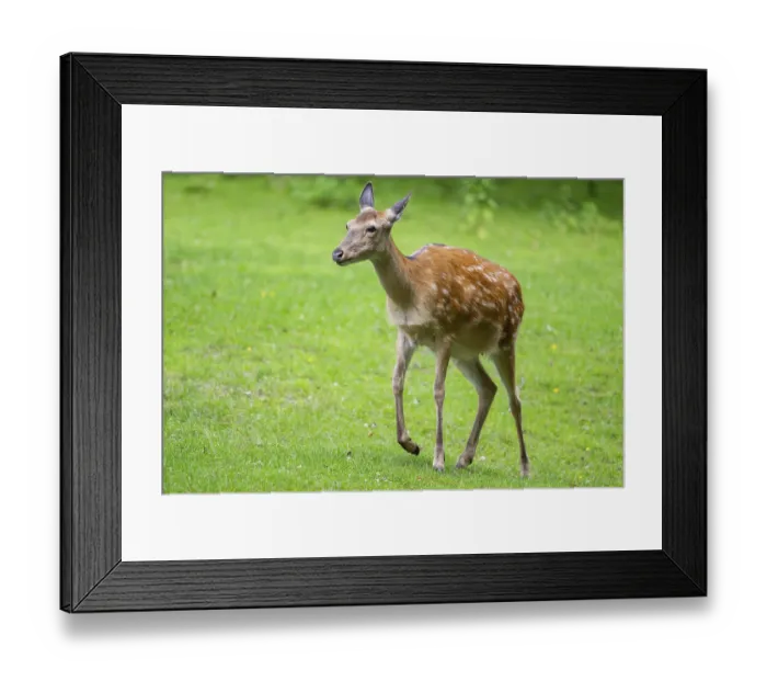 Framed Print : Sika deer (Cervus nippon) female walking on a meadow