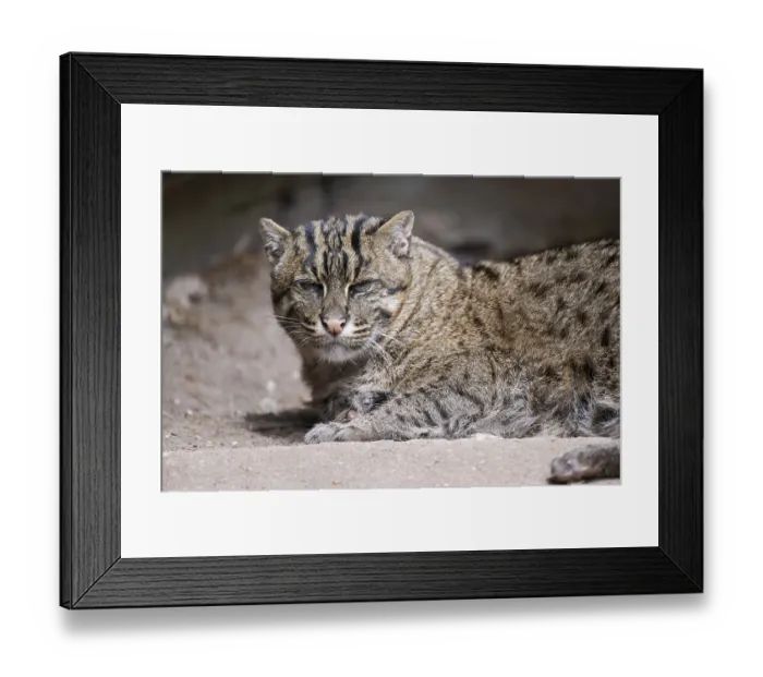 Framed Print : Fishing cat (Prionailurus viverrinus) lying on the ground Framed Print : Fishing cat (Prionailurus viverrinus) lying on the ground