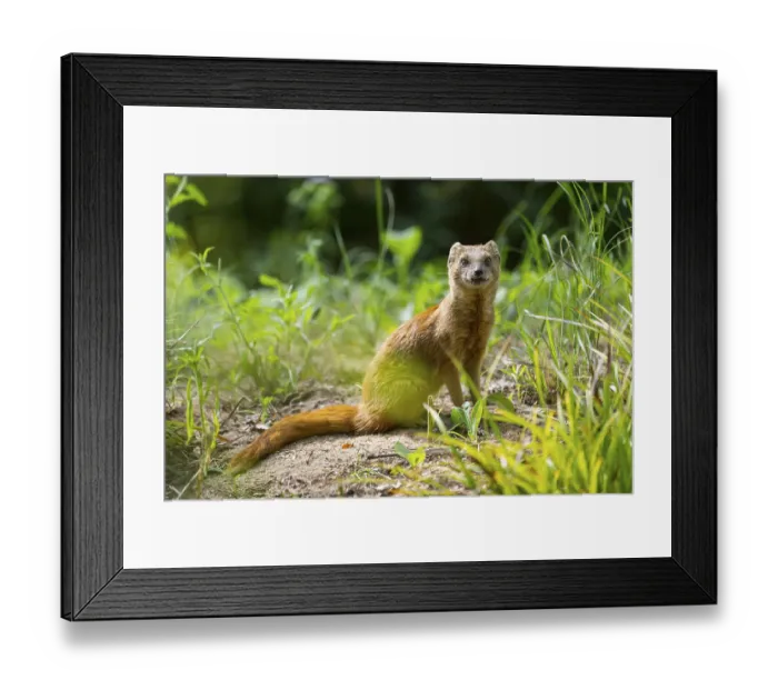Framed Print : Yellow Mongoose or red meerkat (Cynictis penicillata) sitting on the ground