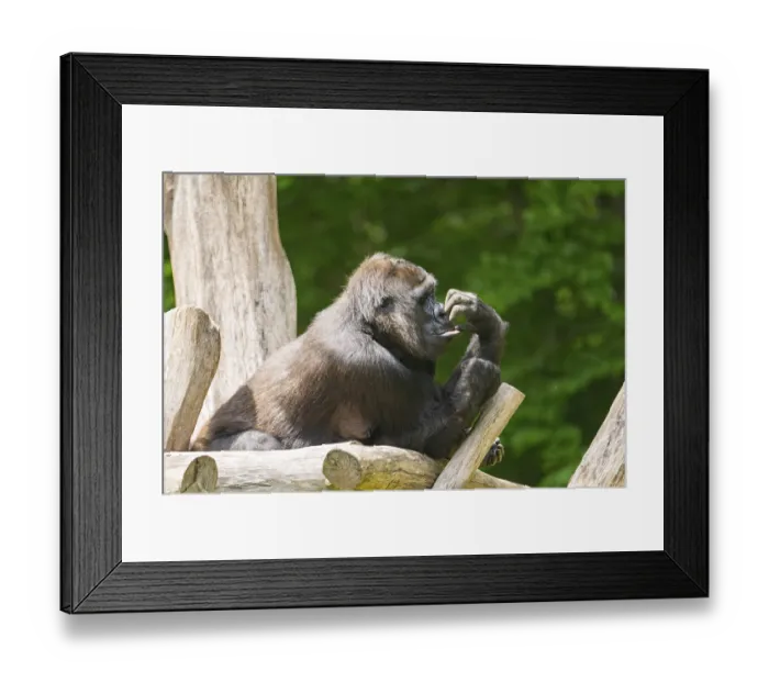 Framed Print : Western lowland gorilla (Gorilla gorilla gorilla) lying on wood Framed Print : Western lowland gorilla (Gorilla gorilla gorilla) lying on wood