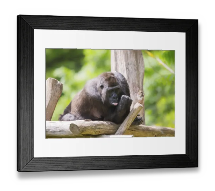 Framed Print : Western lowland gorilla (Gorilla gorilla gorilla) lying on wood Framed Print : Western lowland gorilla (Gorilla gorilla gorilla) lying on wood