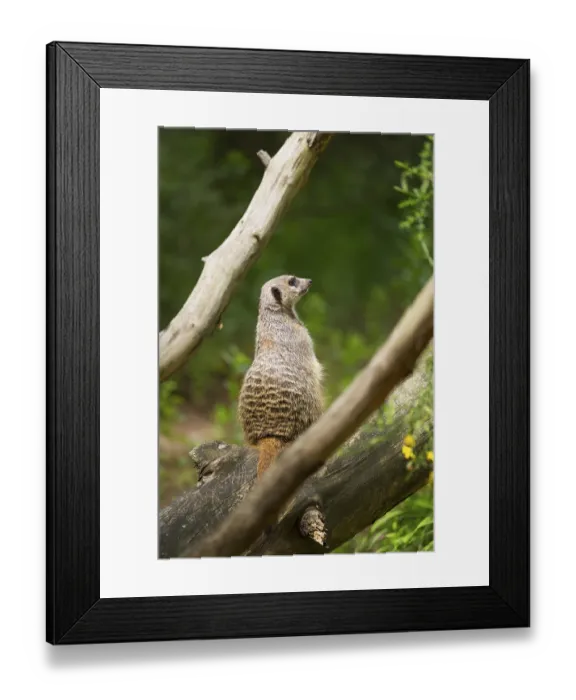 Framed Print : Close-up of a meerkat or suricate (Suricata suricatta) sitting on a tree trunk Framed Print : Close-up of a meerkat or suricate (Suricata suricatta) sitting on a tree trunk