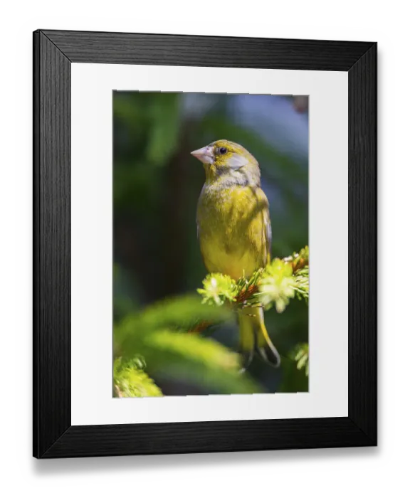Framed Print : European greenfinch (Chloris chloris) sitting on a branch in spring