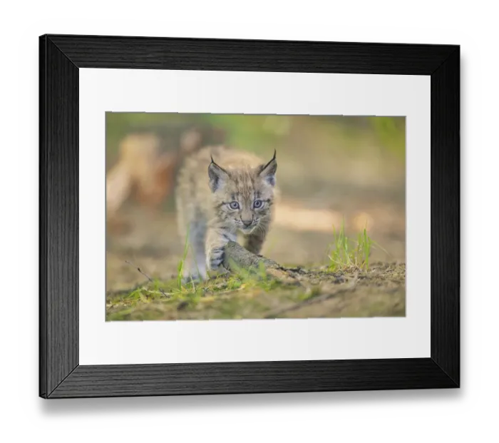 Framed Print : Eurasian lynx (Lynx lynx) youngster (cub) walking in a forest