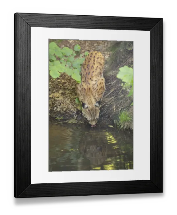 Framed Print : Eurasian lynx (Lynx lynx) youngster (cub) drinking water from a little pond in a forest Framed Print : Eurasian lynx (Lynx lynx) youngster (cub) drinking water from a little pond in a forest