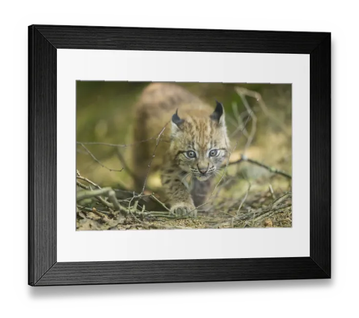 Framed Print : Eurasian lynx (Lynx lynx) youngster (cub) walkking in a forest Framed Print : Eurasian lynx (Lynx lynx) youngster (cub) walkking in a forest