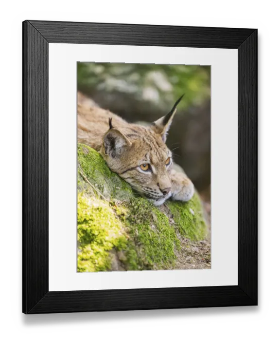 Framed Print : Eurasian lynx (Lynx lynx) lying on a rock in a forest
