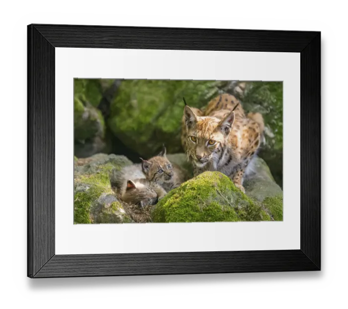 Framed Print : Eurasian lynx (Lynx lynx) mother with her youngsters (cubs) lying on a rock in a forest