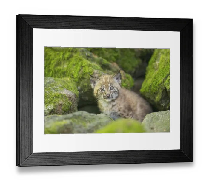 Framed Print : Eurasian lynx (Lynx lynx) youngster (cub) on a rock in a forest Framed Print : Eurasian lynx (Lynx lynx) youngster (cub) on a rock in a forest