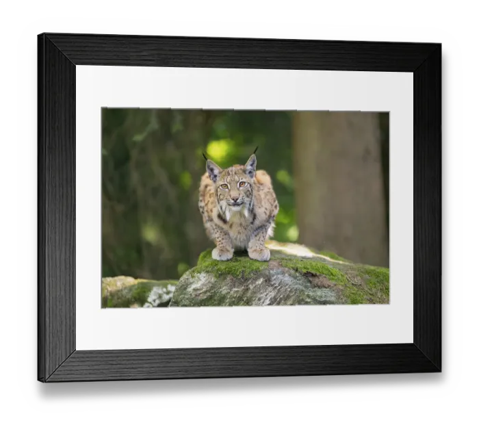 Framed Print : Eurasian lynx (Lynx lynx) lying on a rock in a forest