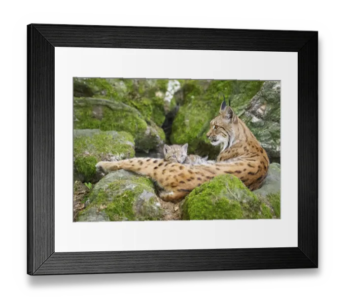 Framed Print : Eurasian lynx (Lynx lynx) mother with her youngsters (cubs) lying on a rock in a forest Framed Print : Eurasian lynx (Lynx lynx) mother with her youngsters (cubs) lying on a rock in a forest