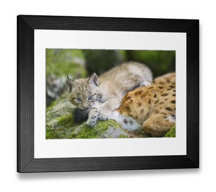 Framed Print : Eurasian lynx (Lynx lynx) youngster (cub) playing with the tail of its mother in a forest Framed Print : Eurasian lynx (Lynx lynx) youngster (cub) playing with the tail of its mother in a forest