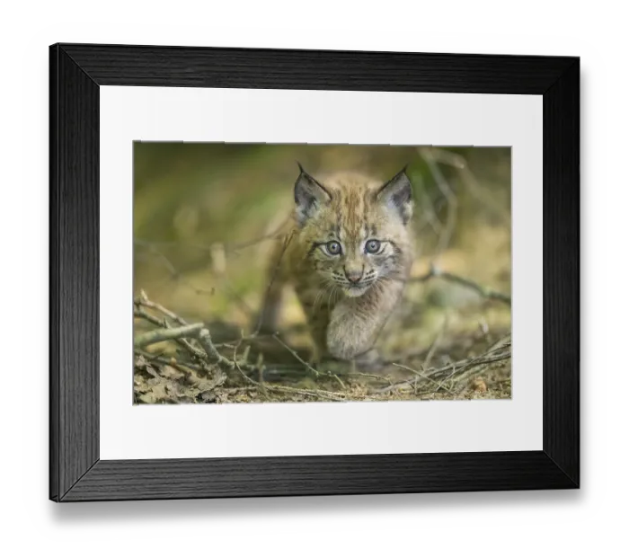 Framed Print : Eurasian lynx (Lynx lynx) youngster (cub) walkking in a forest Framed Print : Eurasian lynx (Lynx lynx) youngster (cub) walkking in a forest
