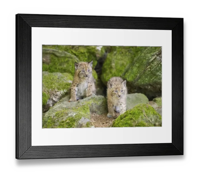 Framed Print : Eurasian lynx (Lynx lynx) youngsters (cubs) on a rock in a forest