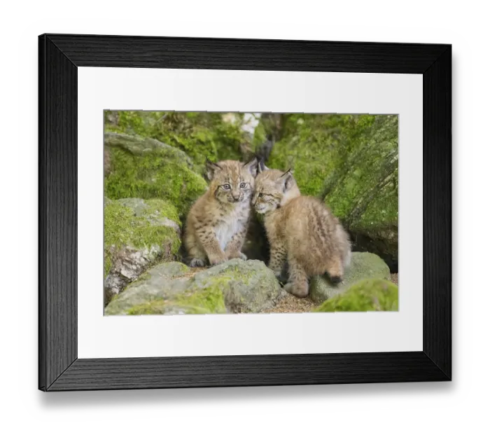 Framed Print : Eurasian lynx (Lynx lynx) youngsters (cubs) on a rock in a forest