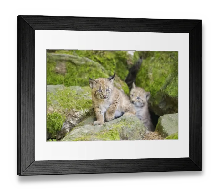 Framed Print : Eurasian lynx (Lynx lynx) youngsters (cubs) on a rock in a forest Framed Print : Eurasian lynx (Lynx lynx) youngsters (cubs) on a rock in a forest