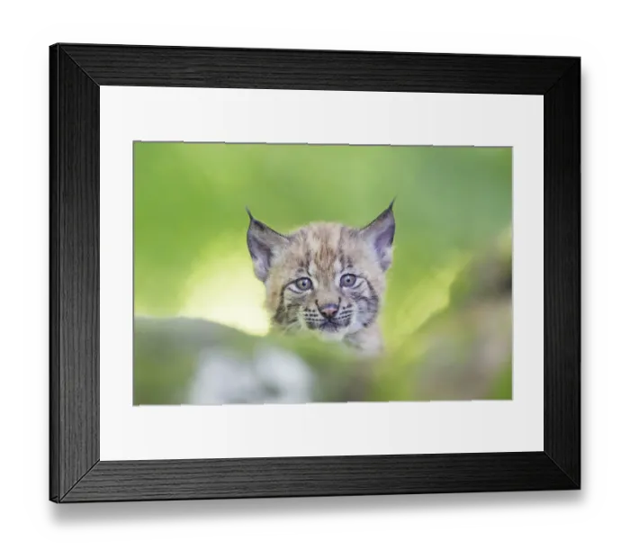 Framed Print : Eurasian lynx (Lynx lynx) youngster (cub) on a rock in a forest